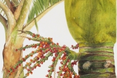 12-Nikau