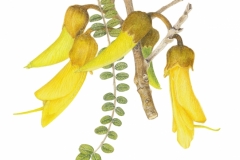 13-Kowhai