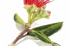 14-Pohutukawa