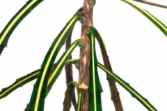 17-Lancewood