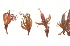24-Meta-Flax