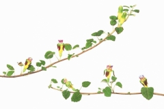 27-Fuschia-cropped