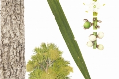 28-Cabbage-tree