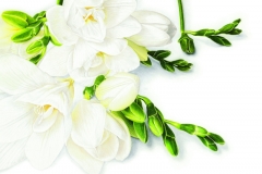 30-Freesias